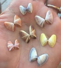 Image result for mountain top seashell
