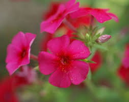 Image result for Phlox drummondii