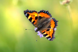 Attēlu rezultāti vaicājumam “Coenonympha hero underside”