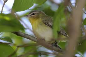 Image result for Vireo philadelphicus