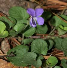Attēlu rezultāti vaicājumam “Viola hirta leaf”