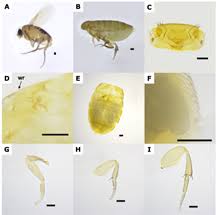 Attēlu rezultāti vaicājumam “Phoridae”