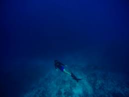 Image result for Deep Blue Diving