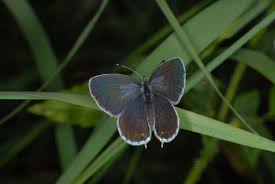 Attēlu rezultāti vaicājumam “Everes argiades female”