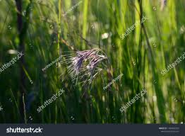 Attēlu rezultāti vaicājumam “Bromopsis inermis fruit”