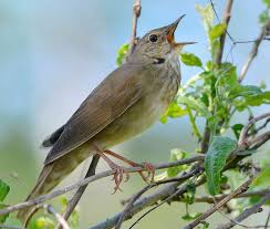 Attēlu rezultāti vaicājumam “Fuligo licentii”