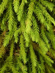 Attēlu rezultāti vaicājumam “Anomodon viticulosus”