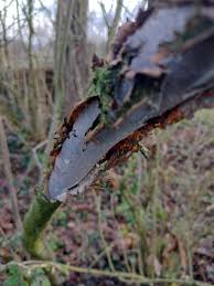 Attēlu rezultāti vaicājumam “Vuilleminia comedens”