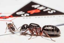 Attēlu rezultāti vaicājumam “Camponotus herculeanus”