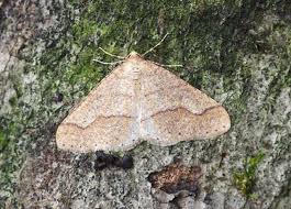 Attēlu rezultāti vaicājumam “Agriopis marginaria”