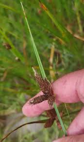 Attēlu rezultāti vaicājumam “Bolboschoenus maritimus”
