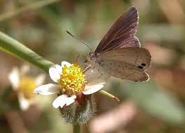 Attēlu rezultāti vaicājumam “Polyommatinae”