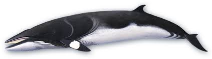 Image result for Balaenoptera bonaerensis