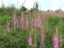 Image result for Fingerhut rot