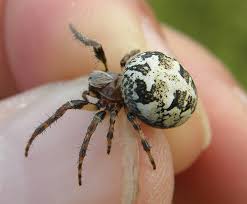 Attēlu rezultāti vaicājumam “Larinioides cornutus female”