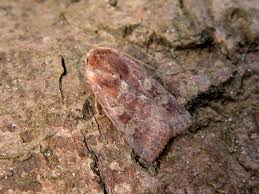 Attēlu rezultāti vaicājumam “Cerastis leucographa”