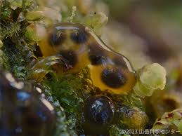 Attēlu rezultāti vaicājumam “Colloderma robustum macro”