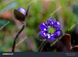Attēlu rezultāti vaicājumam “Hepatica nobilis bud”