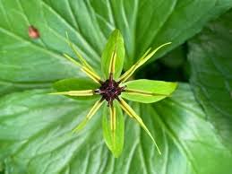 Attēlu rezultāti vaicājumam “Paris quadrifolia”