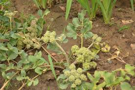 Attēlu rezultāti vaicājumam “Menispermum dauricum”