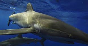 Image result for Carcharhinus falciformis