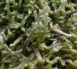 Attēlu rezultāti vaicājumam “Calliergonella lindbergii”