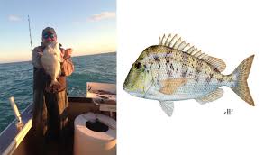 Image result for Calamus nodosus