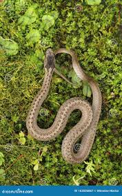 Attēlu rezultāti vaicājumam “Coronella austriaca”