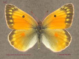 Attēlu rezultāti vaicājumam “Colias palaeno female”