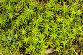 Attēlu rezultāti vaicājumam “Polytrichastrum pallidisetum”