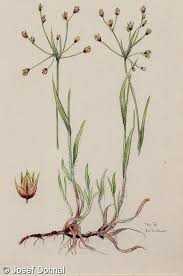 Attēlu rezultāti vaicājumam “Luzula pilosa”