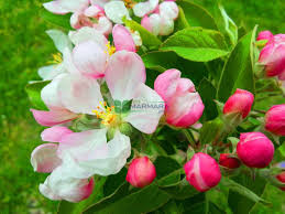 Attēlu rezultāti vaicājumam “Malus domestica flower”