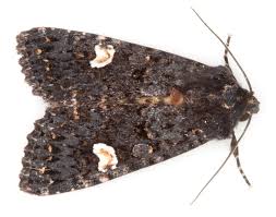 Attēlu rezultāti vaicājumam “Melanchra persicariae”