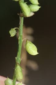 Attēlu rezultāti vaicājumam “Melilotus albus fruit”