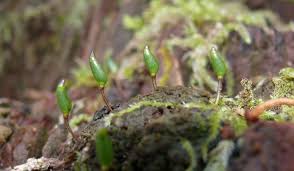 Attēlu rezultāti vaicājumam “Buxbaumia aphylla sporophyte”
