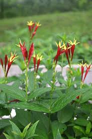 Attēlu rezultāti vaicājumam “Pohlia sphagnicola”