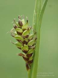 Attēlu rezultāti vaicājumam “Carex hostiana”
