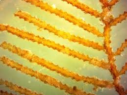 Attēlu rezultāti vaicājumam “Abietinella abietina var. hystricosa”