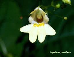 Attēlu rezultāti vaicājumam “Impatiens parviflora flower”