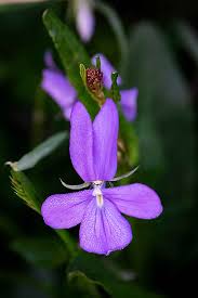 Attēlu rezultāti vaicājumam “Lobelia erinus flower”