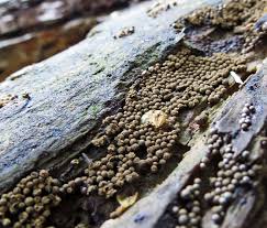 Attēlu rezultāti vaicājumam “Badhamiopsis praetermissa macro”