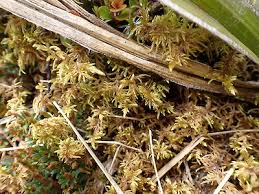 Attēlu rezultāti vaicājumam “Hylocomium splendens sporophyte”
