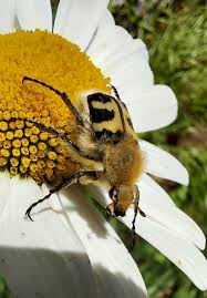 Attēlu rezultāti vaicājumam “Trichius fasciatus”