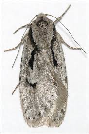 Attēlu rezultāti vaicājumam “Semioscopis avellanella”