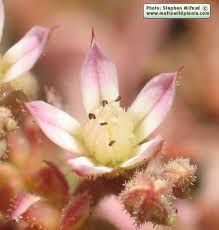 Attēlu rezultāti vaicājumam “Collaria rubens”