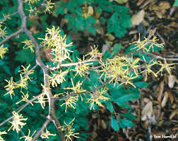 Attēlu rezultāti vaicājumam “Hamamelis virginiana flower”