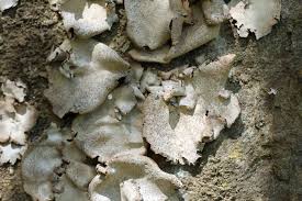 Attēlu rezultāti vaicājumam “Dermatocarpon miniatum”