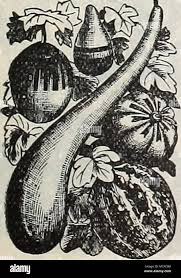 Attēlu rezultāti vaicājumam “Solidago canadensis fruit”