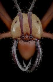 Attēlu rezultāti vaicājumam “Thecabius affinis imago”