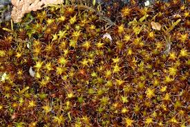 Attēlu rezultāti vaicājumam “Syntrichia ruralis var. ruralis”